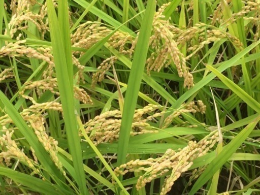 米専門農家のお米販売