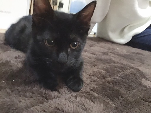 寂しがりの黒猫ちゃん女の子 4ヶ月 応募多数の為一旦募集停止中 モモハナ 天王台の猫の里親募集 ジモティー 寂しがりの黒猫ちゃん女の子 4ヶ月 応募多数の為一旦募集停止中 モモハナ 天王台の猫の里親募集 ジモティー