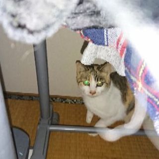 三毛猫の姫ちゃん５才 − 茨城県