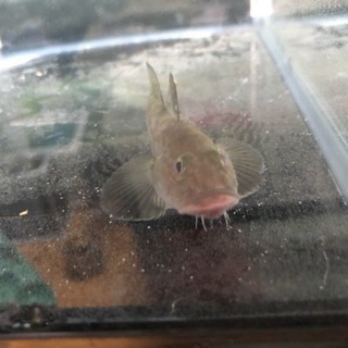 この魚の種類を教えてください。