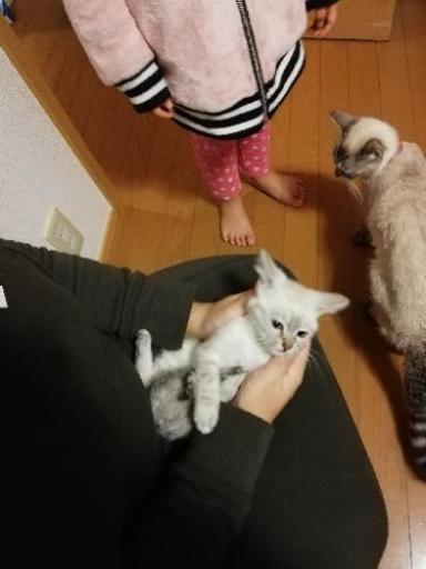 一時応募終了します 生後3ヶ月 産まれ シャムトラ5匹里親募集中です Miyangel 富里の猫の里親募集 ジモティー