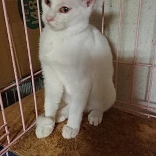 ７ヶ月の美しい白猫！