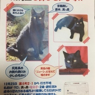 【迷子猫】黒猫 探してます 西東京市