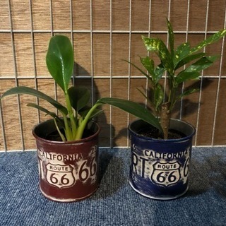 観葉植物（フィロデンドロン&クロトン）キュート苗