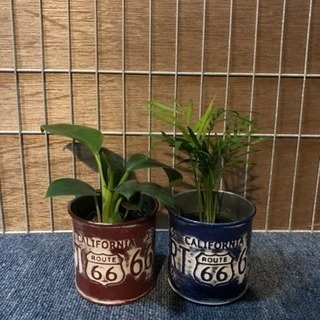 観葉植物（フィロデンドロン&テーブルヤシ）キュート苗