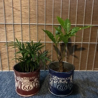 観葉植物（テーブルヤシ&クロトン）キュート苗