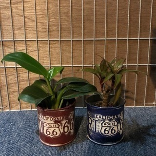 観葉植物（フィロデンドロン&パープルコンパクタ）キュート苗