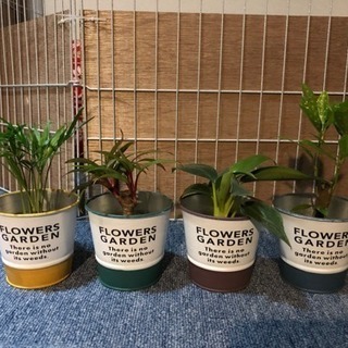 観葉植物（4種類）キュート苗