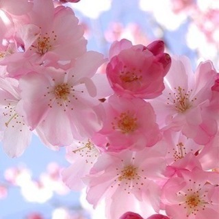 写真好きな方カメラに興味ある方一緒に桜撮りに行きませんか^ ^？