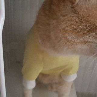 すっごく甘えん坊のえびすちゃん みん 大阪の猫の里親募集 ジモティー