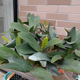 『3年保証』 ラン：タイミンセッコク（Den.speciosum)の開花大株です その他