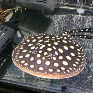 極美 ダイヤモンドポルカ 体盤18㎝前後 オス #アロワナ#古代魚