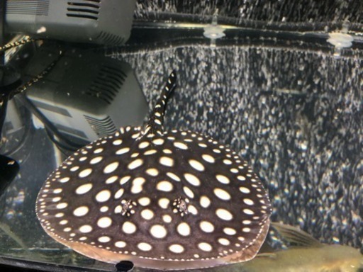 ダイヤモンドポルカの子供 メス 熱帯魚 水槽 アロワナ