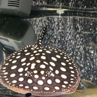 極美 ダイヤモンドポルカ 体盤18㎝前後 オス #アロワナ#古代魚