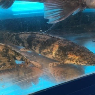 Wild エンドリケリー　3匹セット wild エンドリケリー 3匹セット