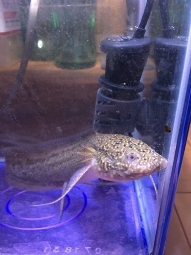 アンフィビウス