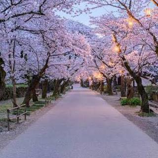 国際交流＋夜桜パーティ