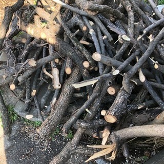 薪 (柿の木) 無料