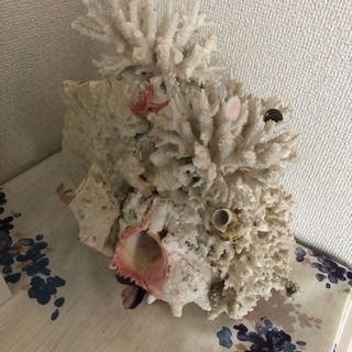 サンゴ礁のオブジェ