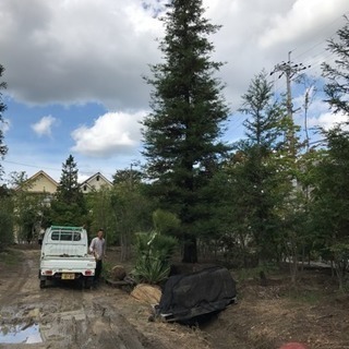 センペルセコイヤ クリスマスツリー樹木、高木