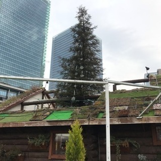 センペルセコイヤ クリスマスツリー樹木、高木