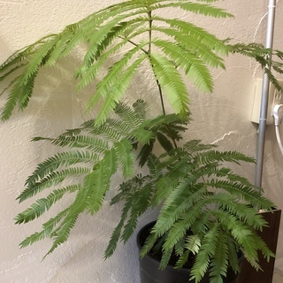 【決まりました ありがとうございます】観葉植物　エバーフレッシュ...