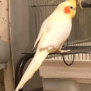 オカメインコ 4才