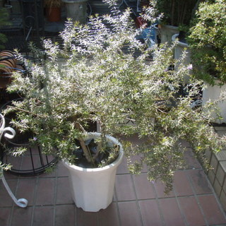 オーストラリアン ローズマリー ウエストリンギア10号h100くらい庭木常緑 Basara 世田谷のその他の中古あげます 譲ります ジモティーで不用品の処分