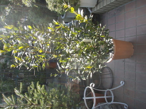 月桂樹ローリエ１０号h160 ぐらい庭木シンボルツリー Basara 世田谷のその他の中古あげます 譲ります ジモティーで不用品の処分
