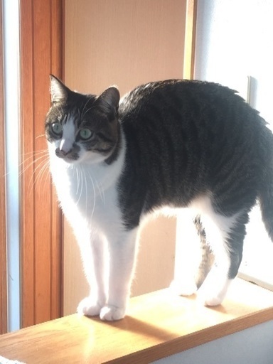 整った顔のネコちゃんです ユウヤ 高松の猫の里親募集 ジモティー