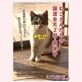 猫さんの里親募集ポスター掲示くださる方募集中です🐾