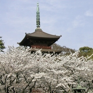 ☆３月２９日(金) 中山法華経寺「桜を描く」スケッチ　参加者募集中☆