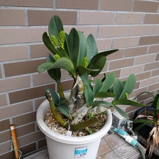 タイミンセッコクの開花株です。