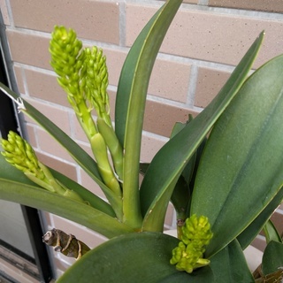 タイミンセッコクの開花株です。