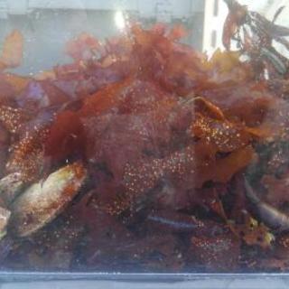 【終了】熱帯魚等観賞用アクア海水　海藻
