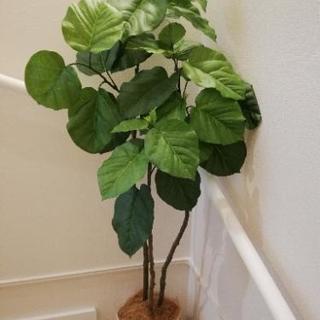 光触媒人工観葉植物 32560「【本物そっくり】 フィカス・ウン...