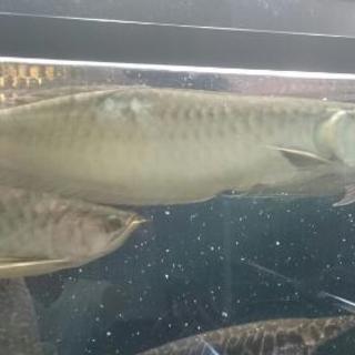 品種 アジアアロワナ｜神畑養魚株式会社