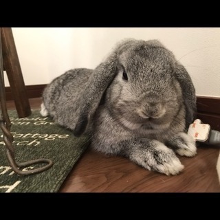 うさぎ ロップイヤー 里親 − 広島県