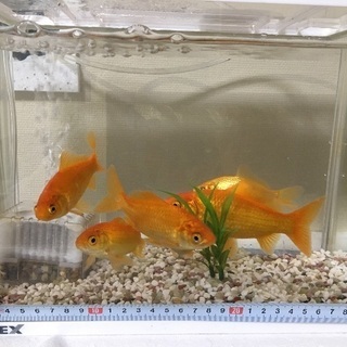 金魚 6匹