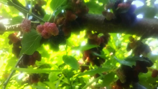 桑 マルベリー 挿し木苗 酔鯨 土佐久礼のその他の中古あげます 譲ります ジモティーで不用品の処分