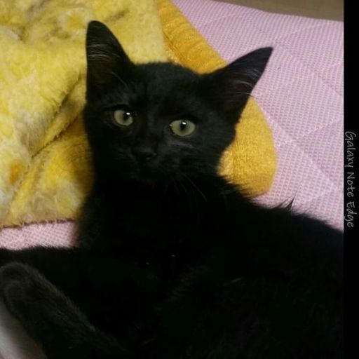 3月17日 日 の譲渡会に出します 琉球 奄美大島特集 黒猫男の子 生後5ヶ月 犬大好き猫大好き人大好き みたか123 三鷹の猫の里親募集 ジモティー