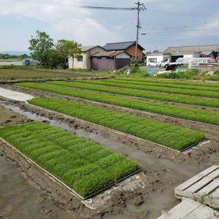 滋賀県高島市産 コシヒカリ 新米 30kg 一袋 R2年収穫 