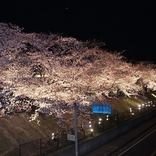 【夜桜会】24日20時より 粕屋町で迫力満点な桜を楽しみませんか...