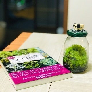 苔ボトルセット(苔とボトルなど)