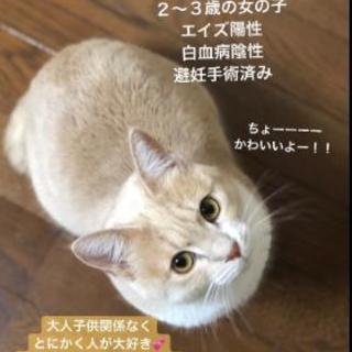 🆘美猫！すぐに渡せます！の画像