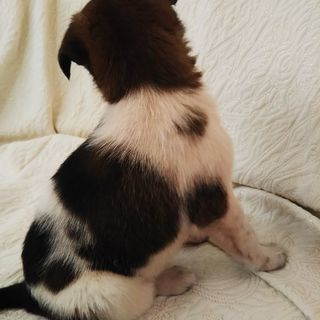 2ヵ月半の子犬 - 犬