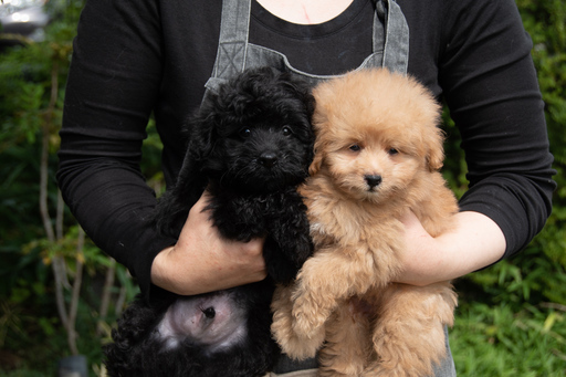 未経験歓迎 学歴不問 犬のブリーダースタッフ募集 住み込み 犬のお世話の仕事 マシュマロパンダ 群馬総社のその他の無料求人 広告 アルバイト バイト募集情報 ジモティー