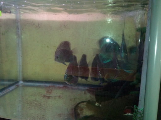ディスカス若魚