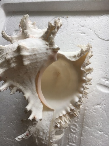 18 貝殻 巻貝 カイガラ テングガイ 天狗貝 うみ 豊見城のその他の中古あげます 譲ります ジモティーで不用品の処分