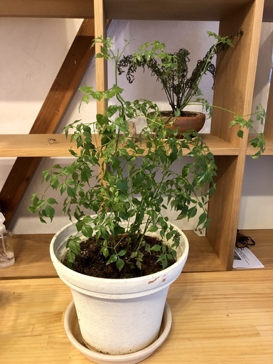 決まりました ありがとうございます 観葉植物 オステオスペルマム8号鉢 Tonerico 岩倉の家具の中古あげます 譲ります ジモティーで不用品の処分 決まりました ありがとうございます 観葉植物 オステオスペルマム8号鉢 Tonerico 岩倉の家具の中古あげます 譲ります ジモティーで不用品の処分